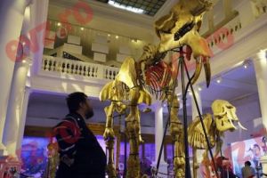 Povestea lighioanelor împăiate din Piaţa Victoriei