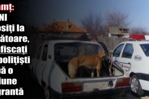 Neamţ: Câini folosiţi la vânătoare, confiscaţi de poliţişti după o acţiune flagrantă