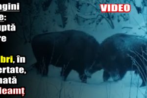 Imagini rare: o luptă între doi zimbri, în libertate, filmată de angajaţii Parcului Natural Vânători-Neamţ