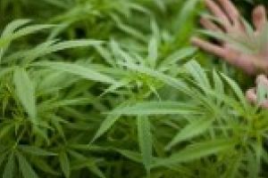 Un fond american va investi bani grei intr-o plantatie de canabis in Romania