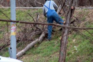 Orădenii continuă să reclame tăierile făcute la copaci pe Splaiul Crişanei