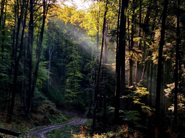 OCOLUL SILVIC PRIVAT OITUZ, Oituz