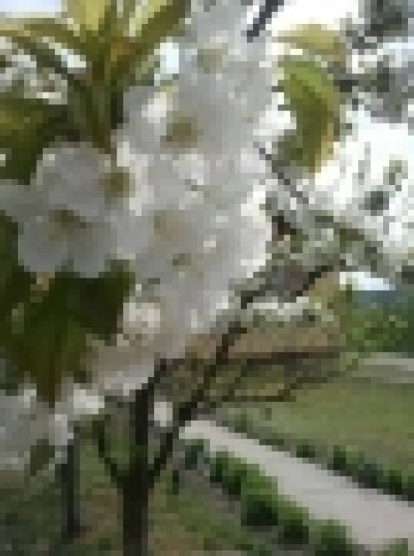 Pensiune Coca, Băile 1 Mai